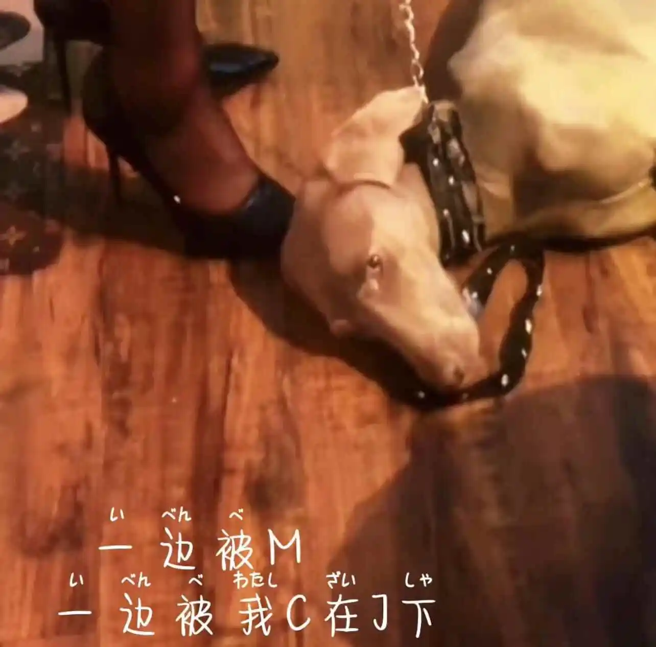 西檬之家K9犬系是什么?字母圈新人入圈指南 一